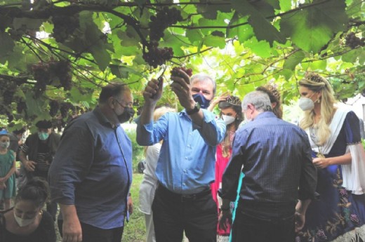 Celestino participou da colheita simbólica da uva - Foto: Luiz Chavez